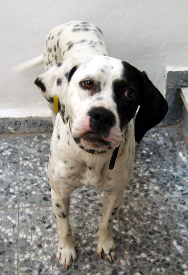 dog2_600