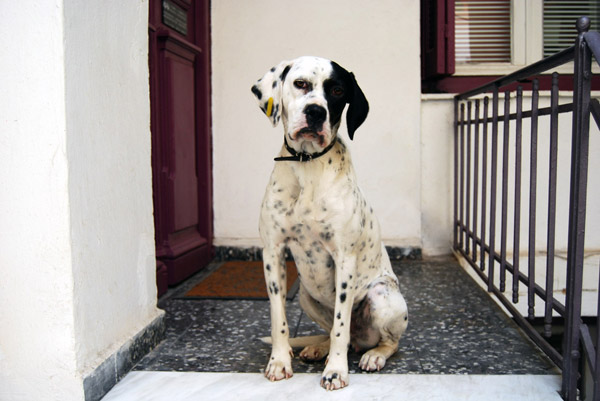 dog3_600